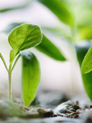 green plants on soil