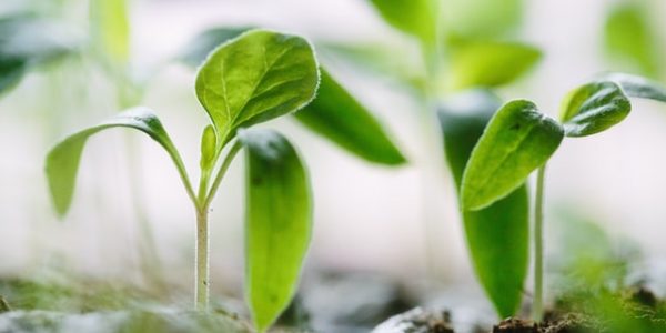 green plants on soil