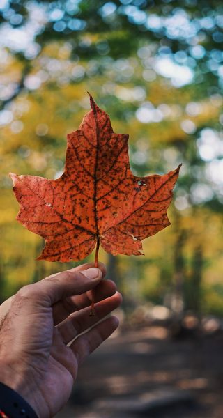 A hand holding a maple leaf outdoor
