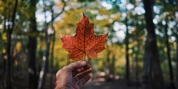 A hand holding a maple leaf outdoor